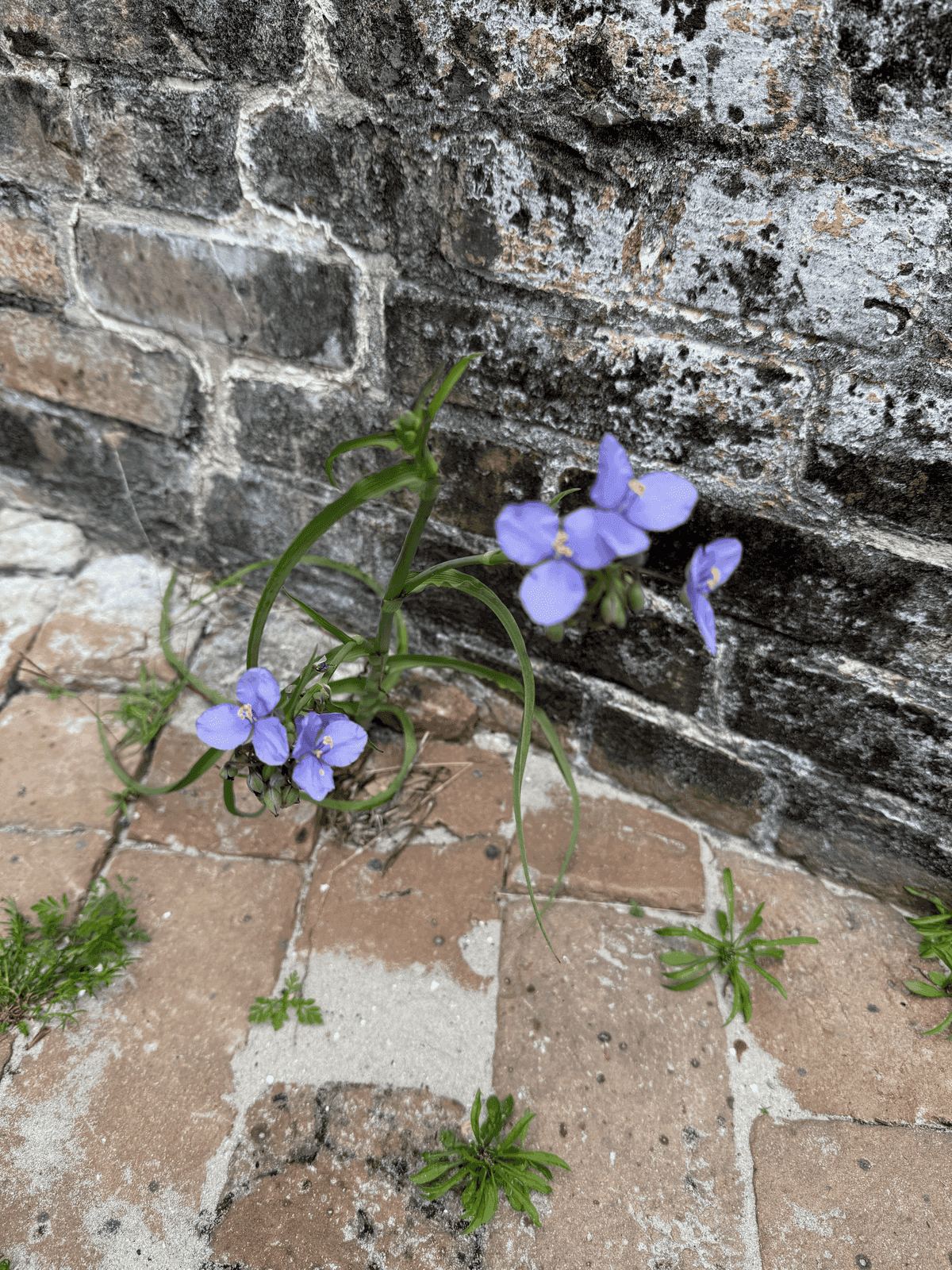 Springtime Blossoms & Junior Ranger Fun in the National Parks