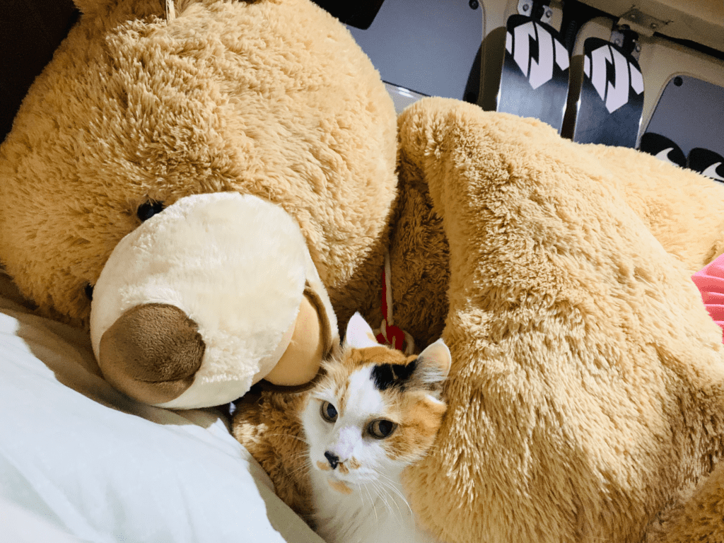 Giant van bear and calico cat inside family van during ski trip