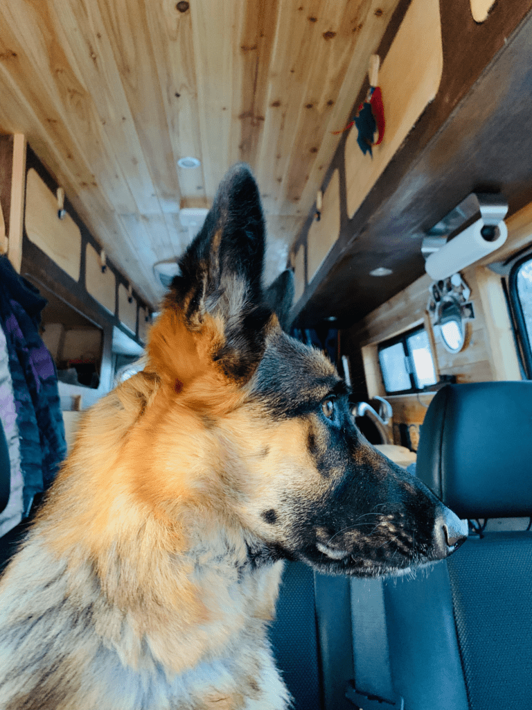 Serious black and brown German Shepard guarding her family van