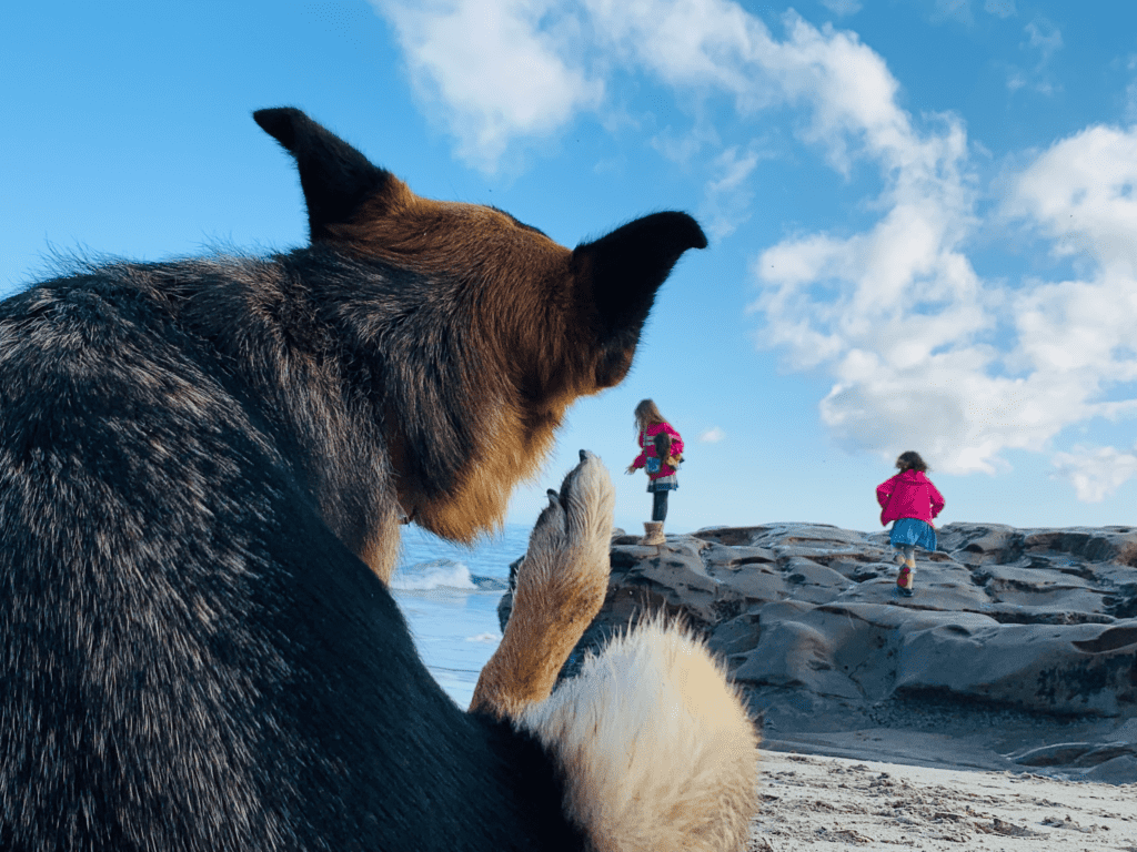 German Shepard dog scratching behind ear guarding kids playing with dolls at ocean