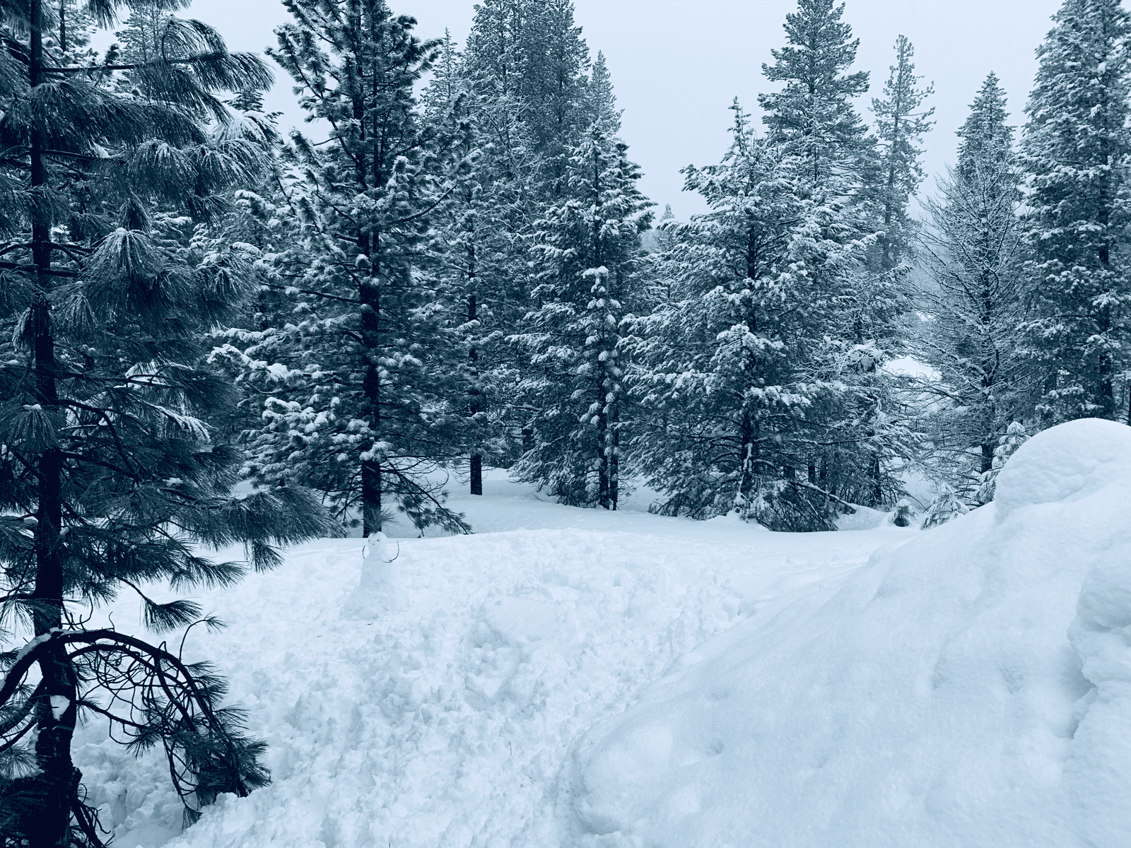 Van Life in the Tahoe Basin: A Magical Snowy Winter