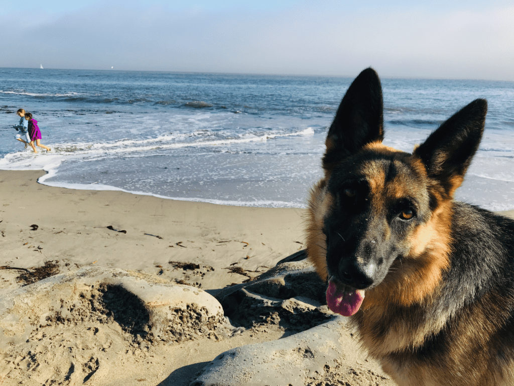 German Shepard tilting her head with Pacific Ocean in the background