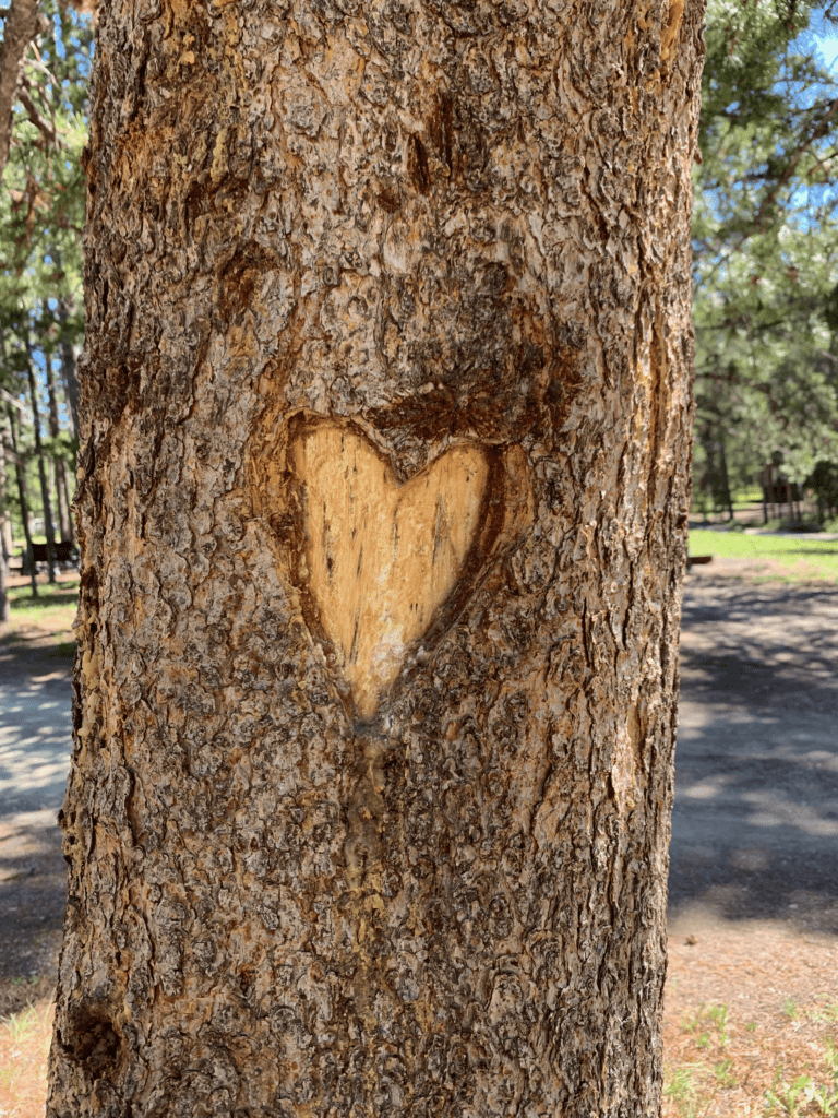 A heart on a tree at Yellowstone National Park