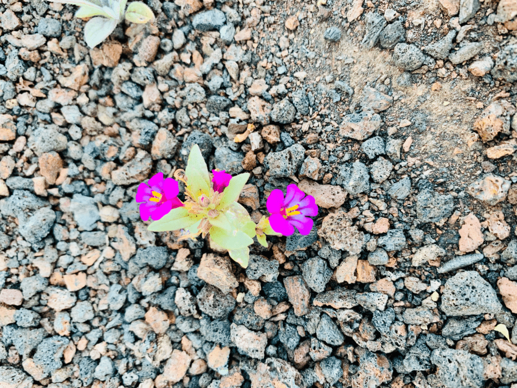 Purple Flowers out growing out of Stone