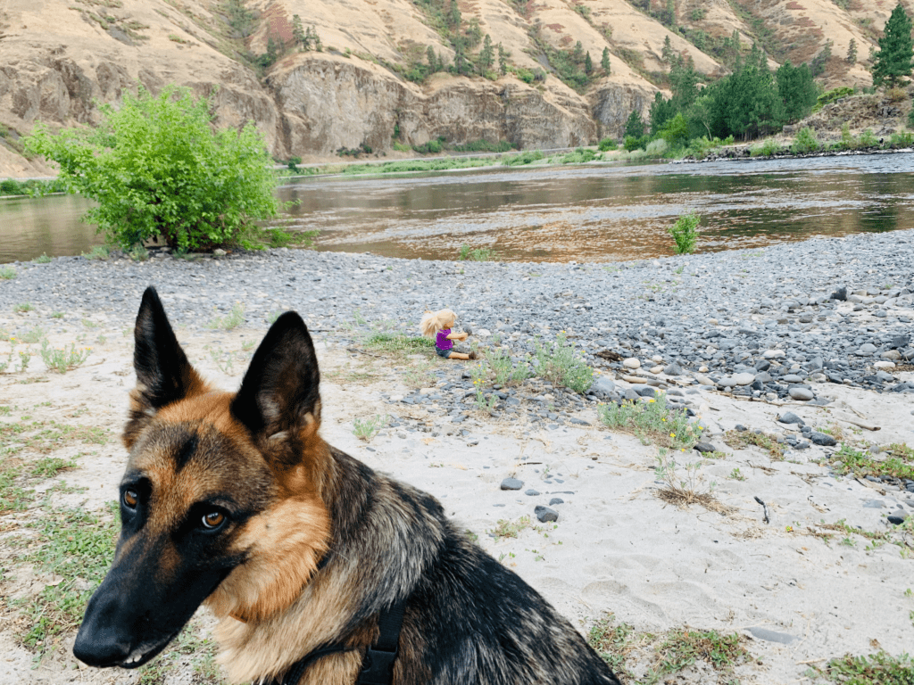 Our Black and Tan German Shepard guarding the girls' doll in peaceful nature near the Nez Perce reservation with flowing stream and pebbles with brown rolling hills in background