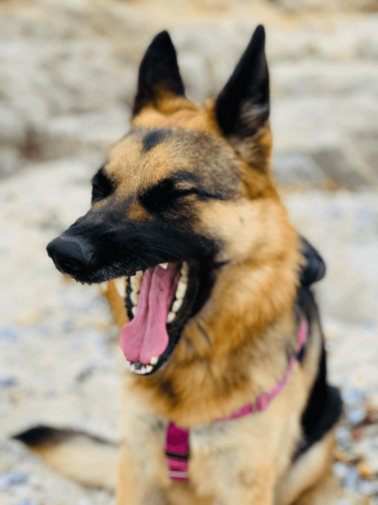 German Shepard yawning at Monterey Bay with beach rock in background