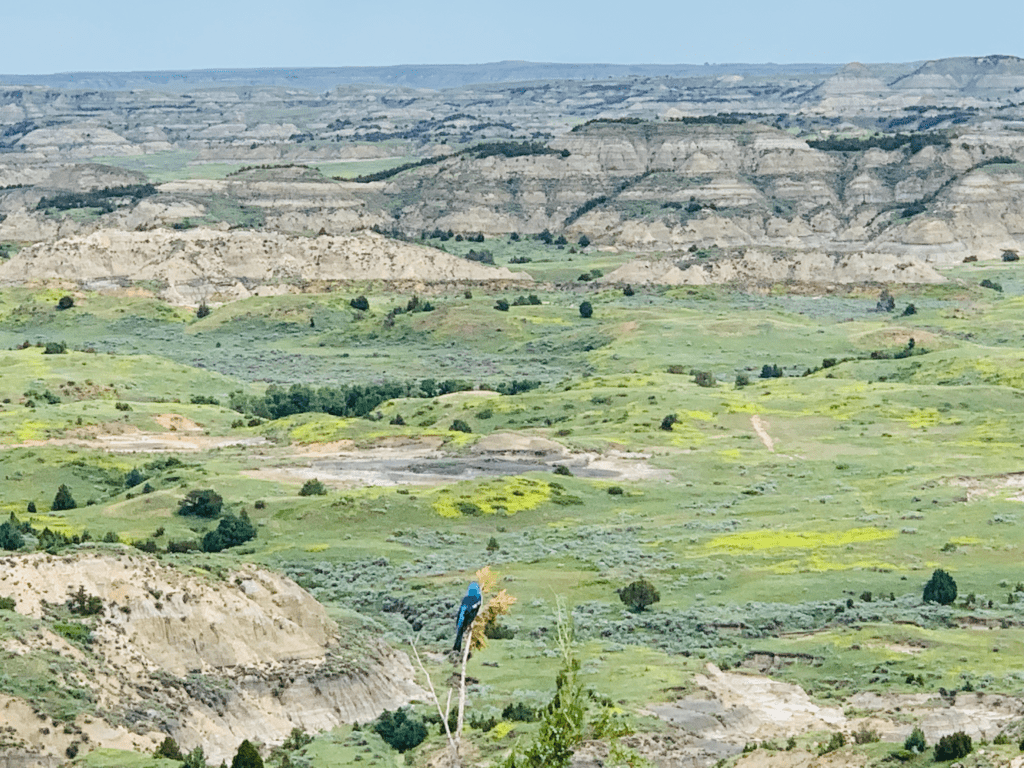 Great Plains with green rolling hills and blue bird sitting atop tall grasses at Theodore Roosevelt National Park