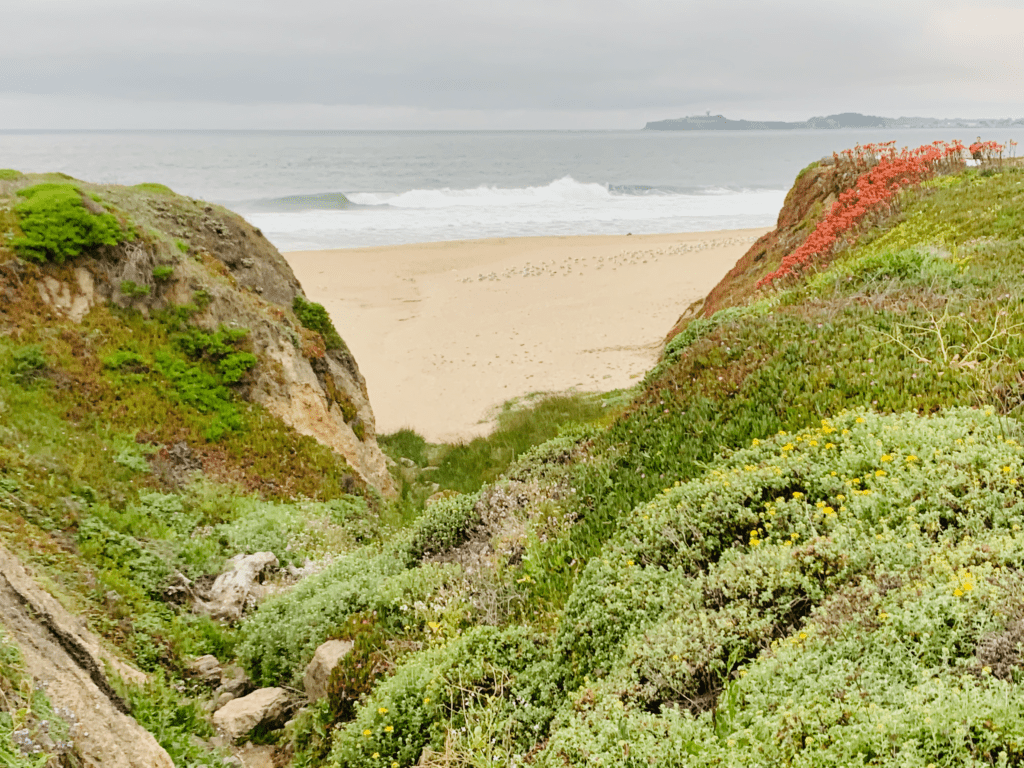 Half Moon Bay Coastal bright flower green cliffs with peekaboo view of ocean waves in the background