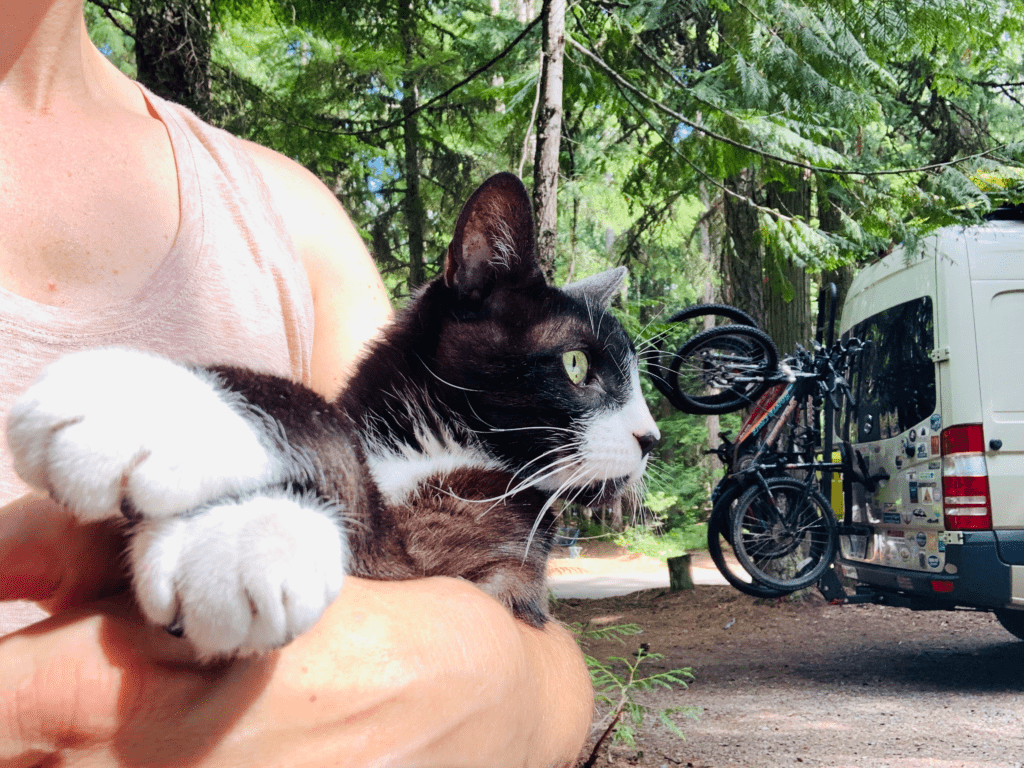 Our beloved tuxedo cuddle bear in my arms with beautiful white paws and white whiskers with Sprinter van in the background