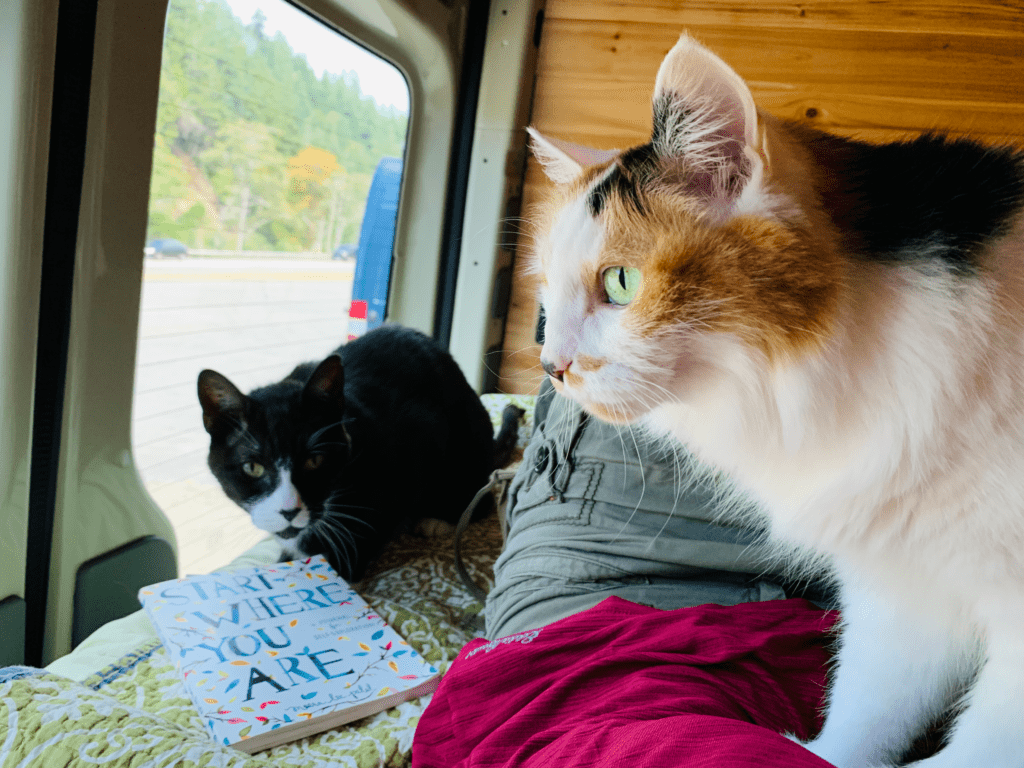 Our dearest furry children tuxedo and calico kitties on the rear bed of the van with a Start Where You Are book in the background