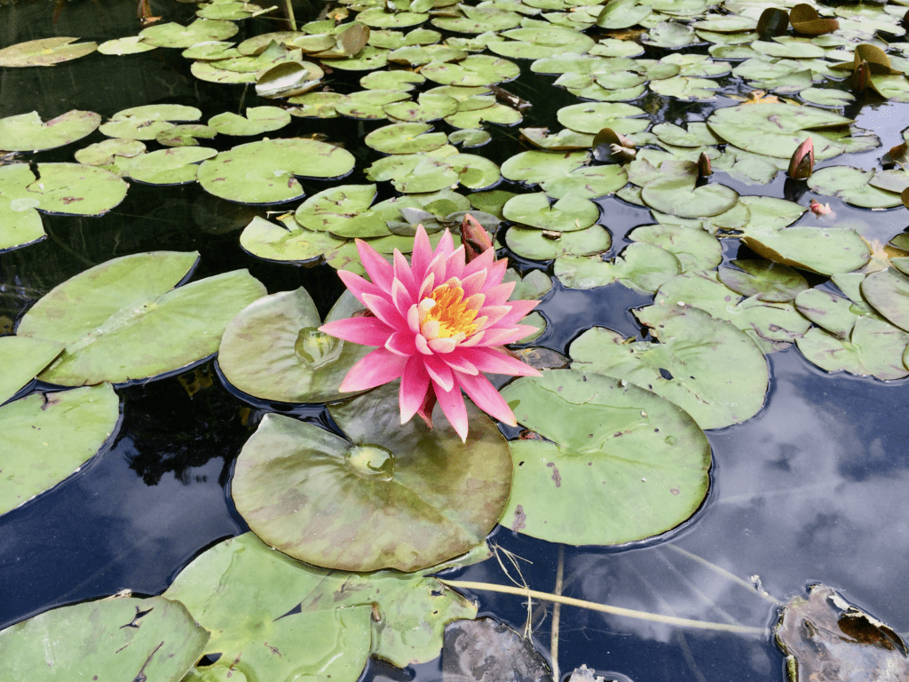 Out of Mud Blooms a Lotus