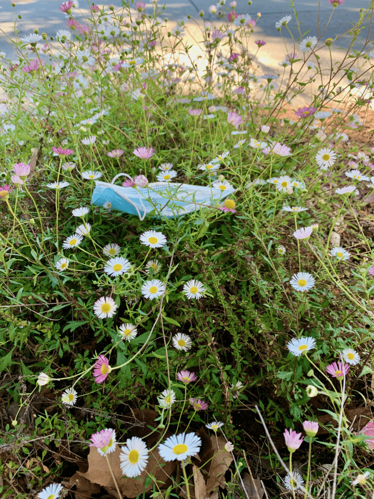 A blue PPE mask littering the earth on flower fields full of white and purple cone flowers in California with parking lot in background