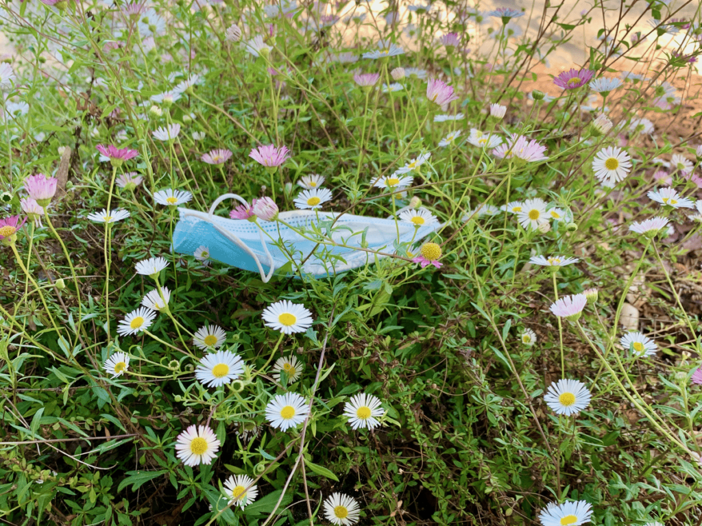 A blue PPE mask littering the earth on flower fields full of white and purple cone flowers in California with parking lot in background