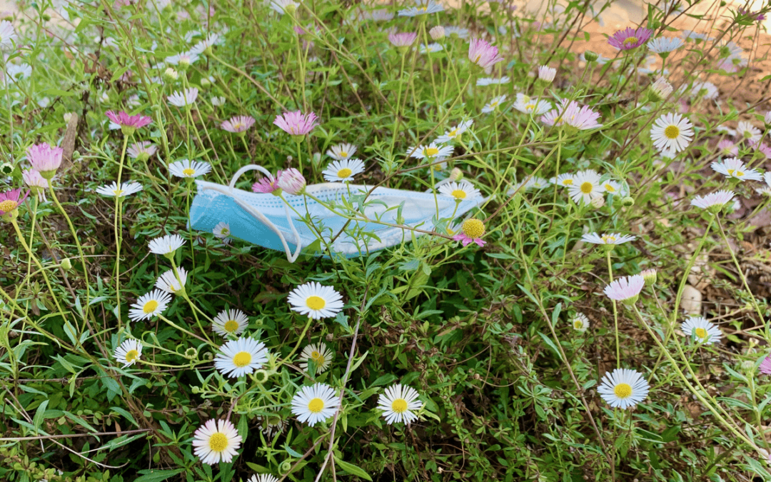 A blue PPE mask littering the earth on flower fields full of white and purple cone flowers in California with parking lot in background