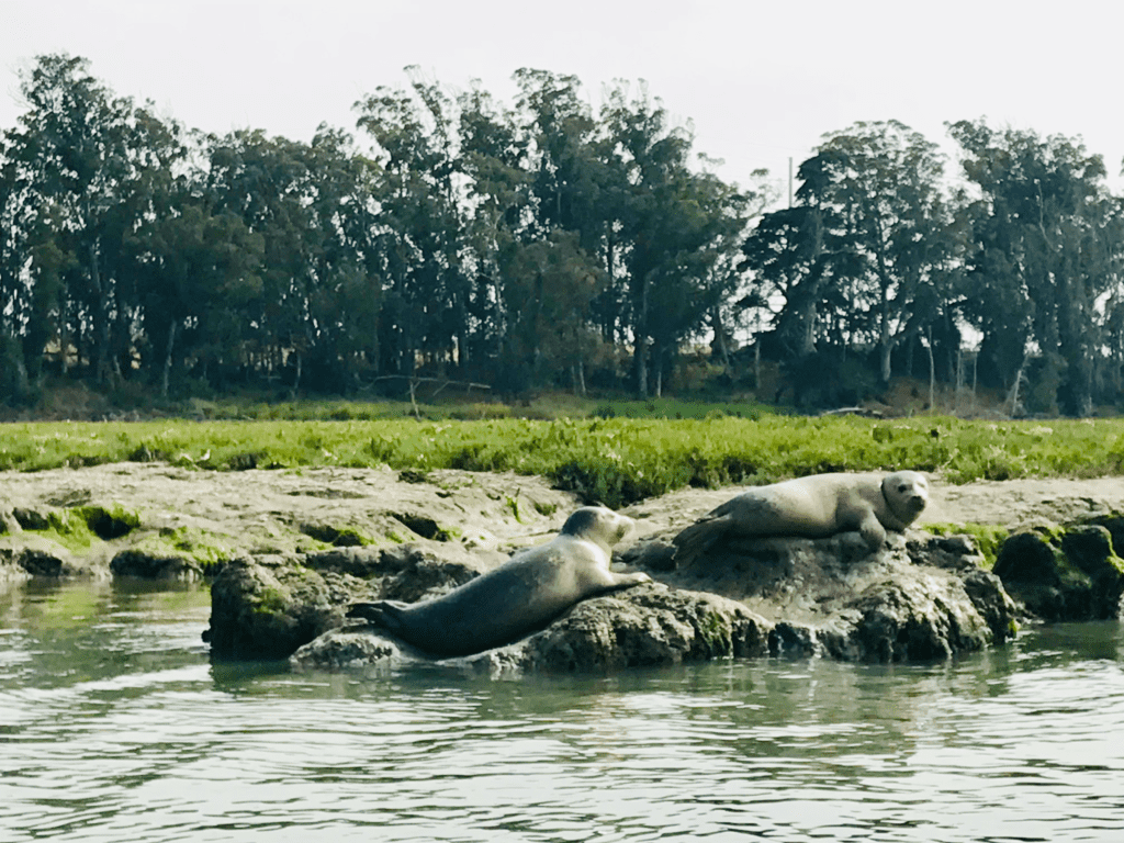 Sea lions sunbathing on rocks at Elkhorn Slough