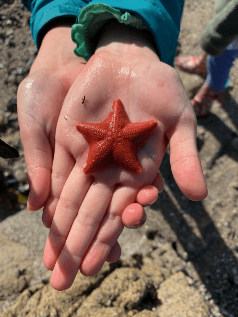 Holding sea star in small hands at Monterey Bay with ocean rock in the background