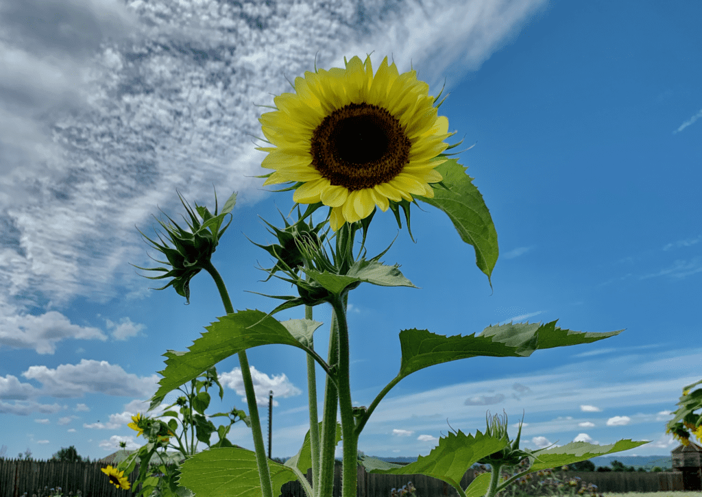 Yellow sunflower reaching its tall green stalk to the bright blue sky with white fluffy clouds in background