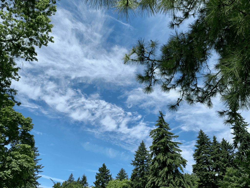 Seeing the Blue wispy cloud Sky through the lush green Trees with Western Hemlock in the background