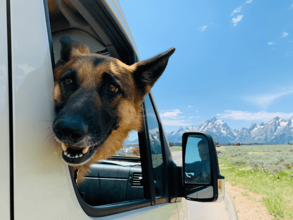 Van dog life German Shepard sticking her head out of window smiling with the Tetons in the background