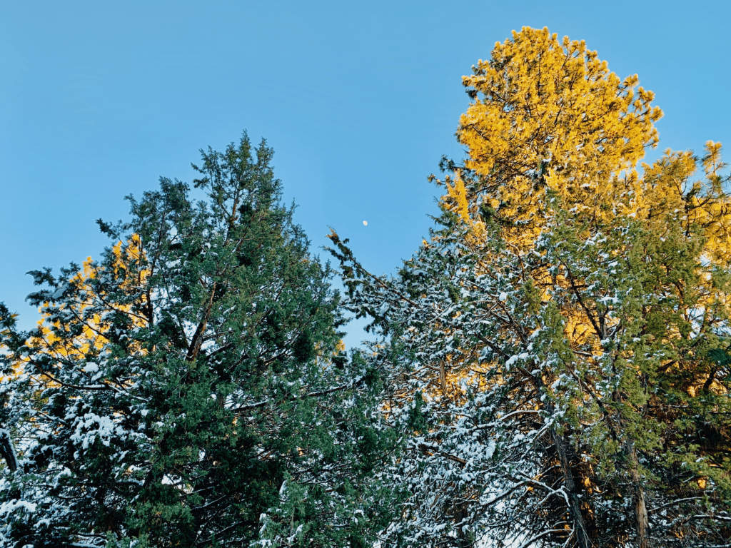 Bend Towering Fir Trees with sunset glow and waxing Moon with blue skies in the background