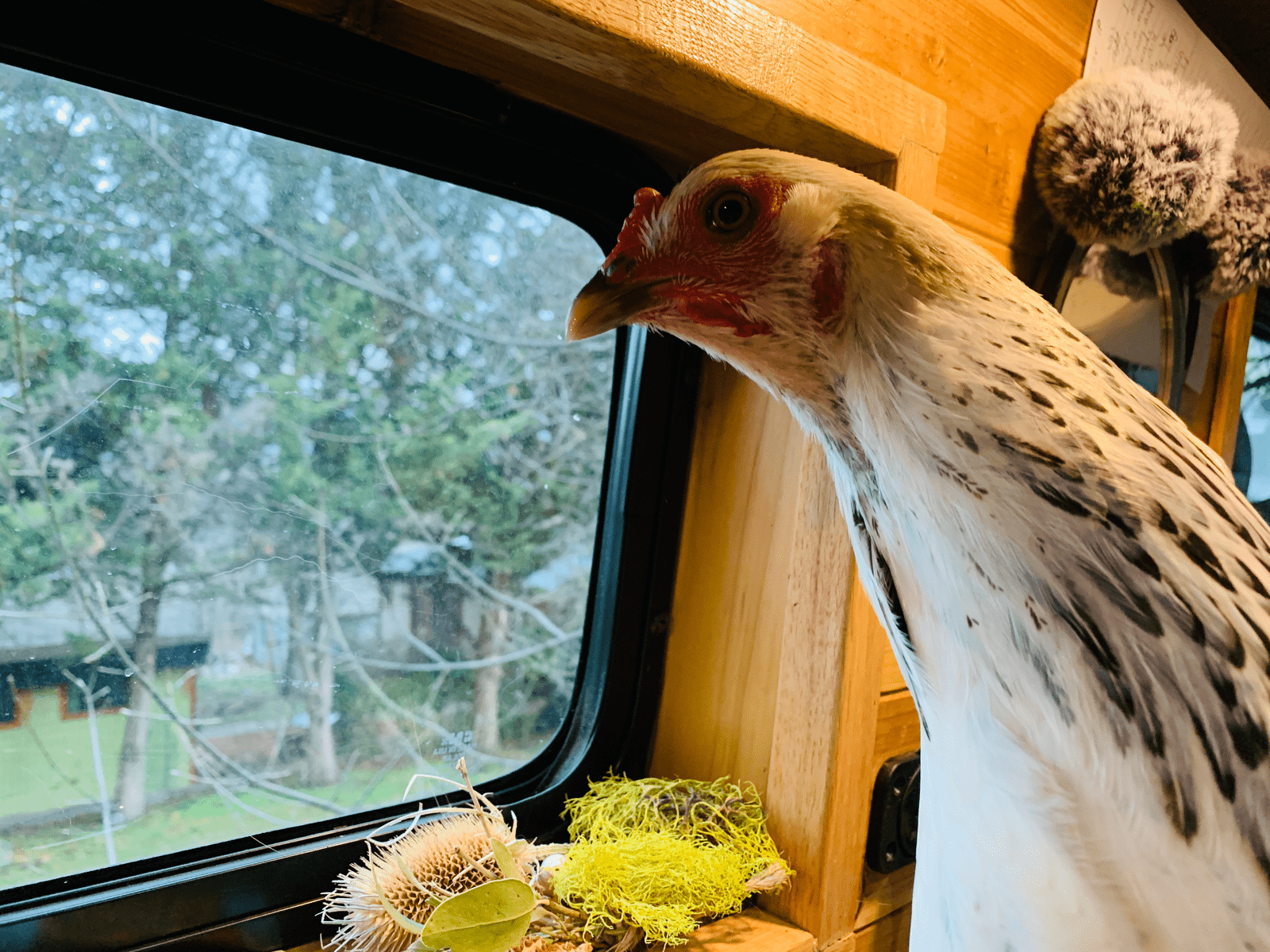 This is Getting Ridiculous: Even Chickens on Wheels