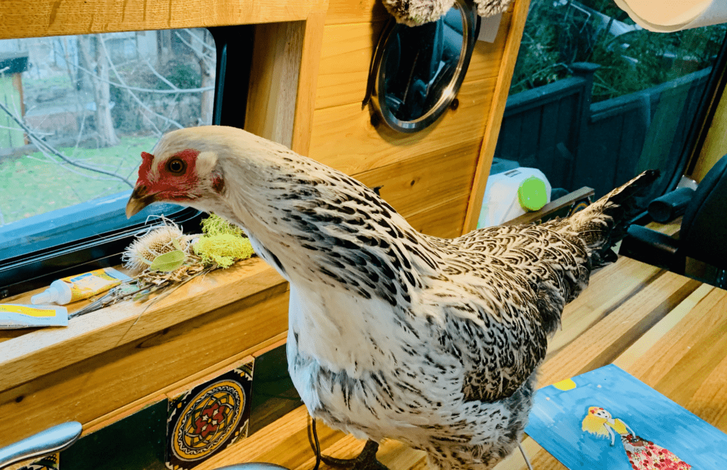 Easter Egger Van Chicken looking out the van window in the van kitchen with van decor and art in the background