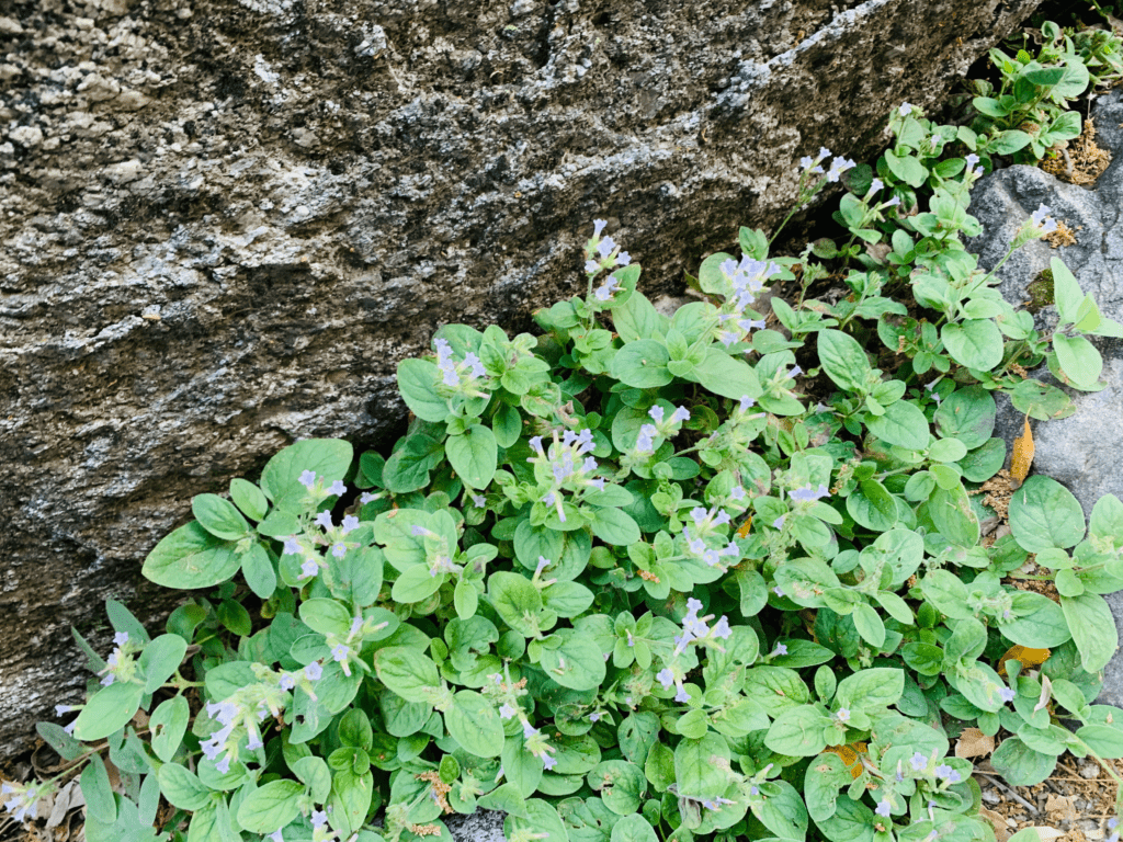 Flowers blossoming under dark Granite boulder in Tuolumne Meadows with green leaves and rock in the background