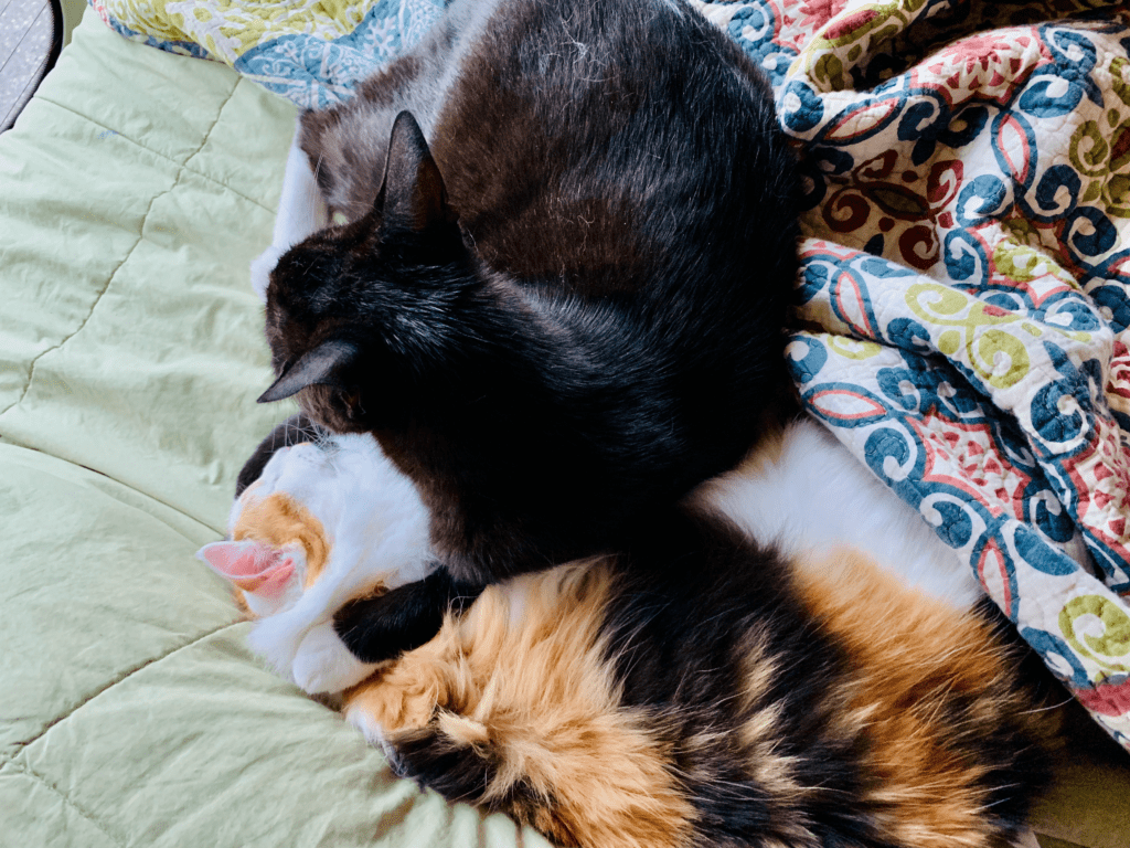 Forever Sibling Tuxedo and Calico Love on Van Bed