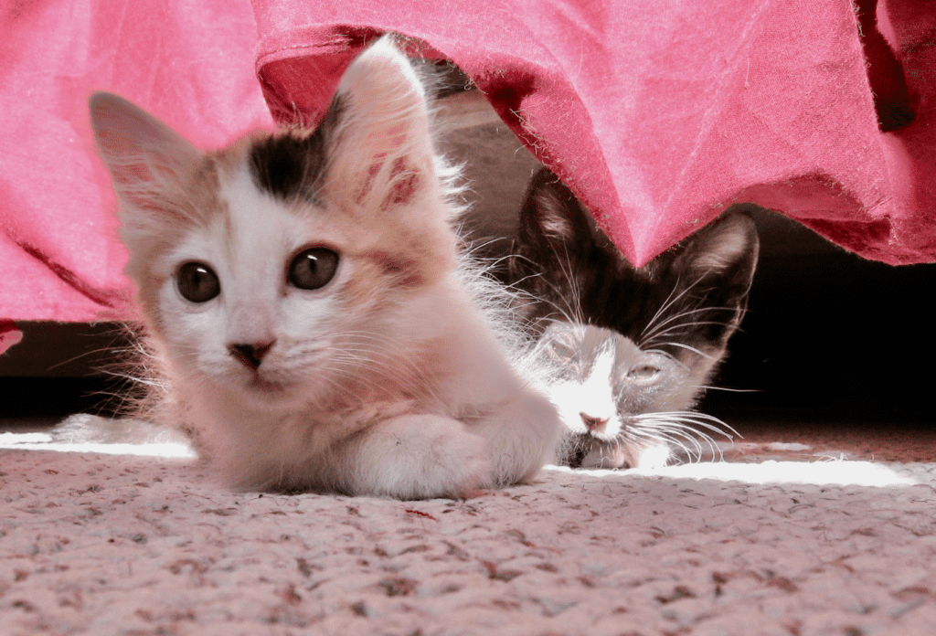 Forever Kittens Surrounded by Pink Love