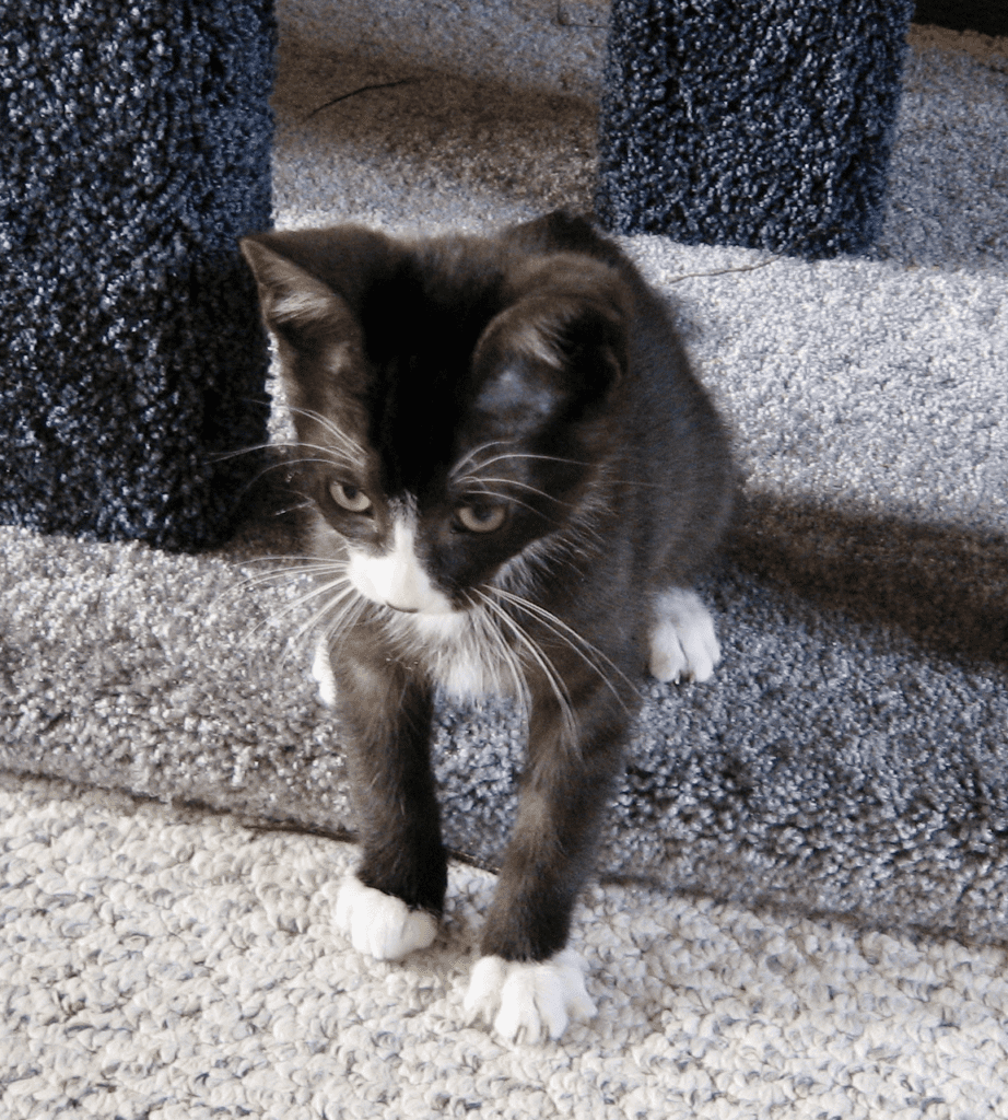 Forever Picture Perfect Tuxedo Kitten with Long White Whiskers