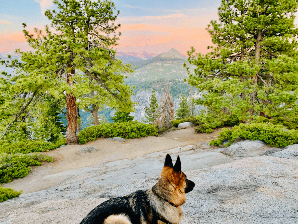 German Shepard sitting on granite rocks at Glacier Point with a cotton candy orange pink sunset in the background