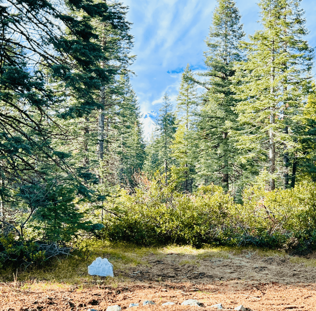 Forest life with Glorious Mount Shasta in and swirling clouds in the background