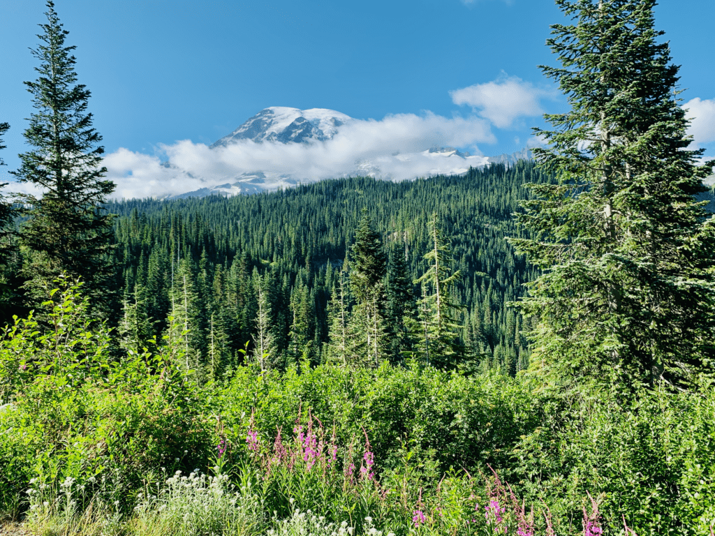 Mount Rainer pink purple and white wildflowers and sea of dark green pine and fir trees lining blue skies in the background