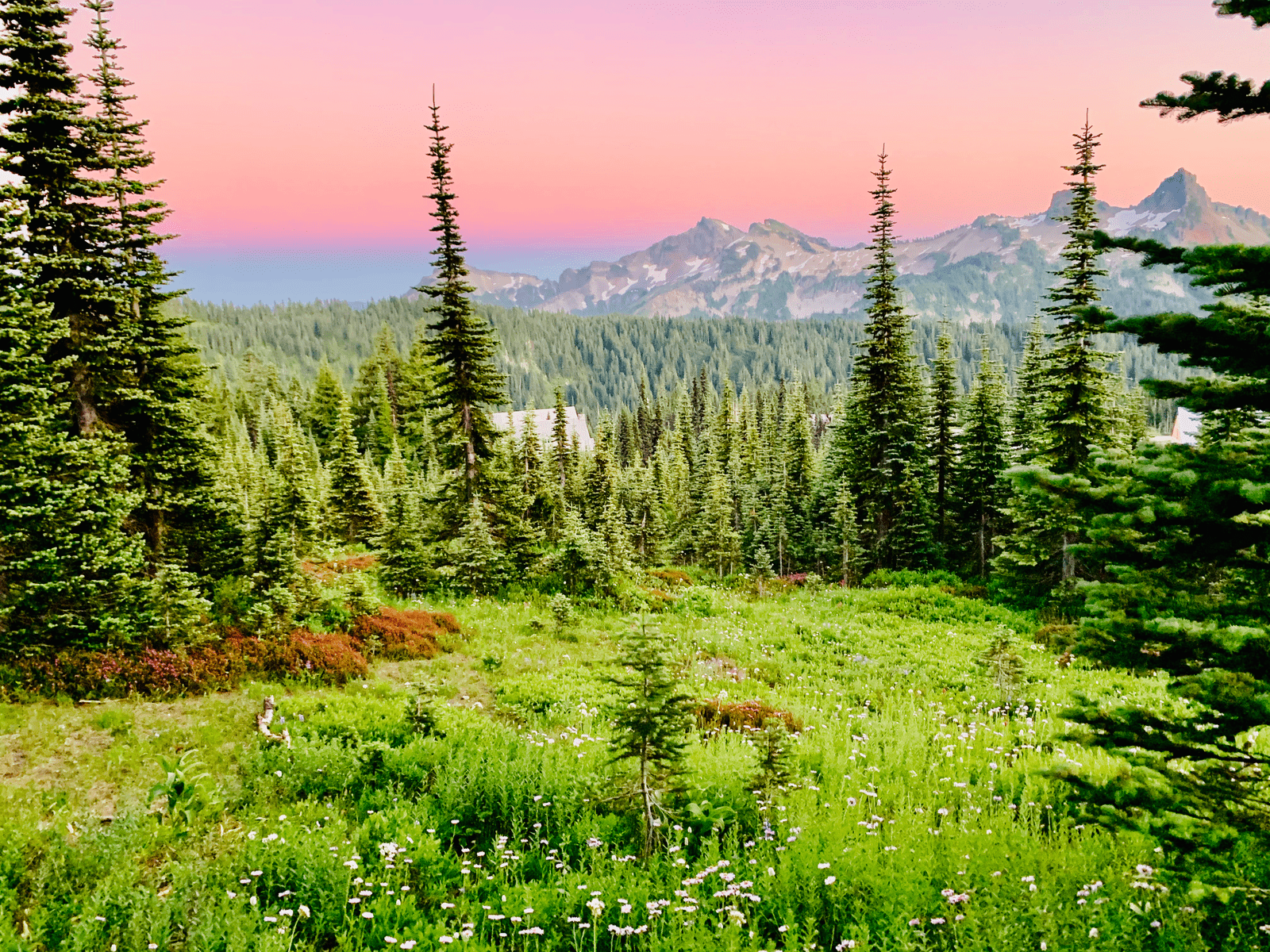 Mount Rainier Paradise glowing pink and blue and purple spectacular sunset with wildflowers and tall green firs in the background