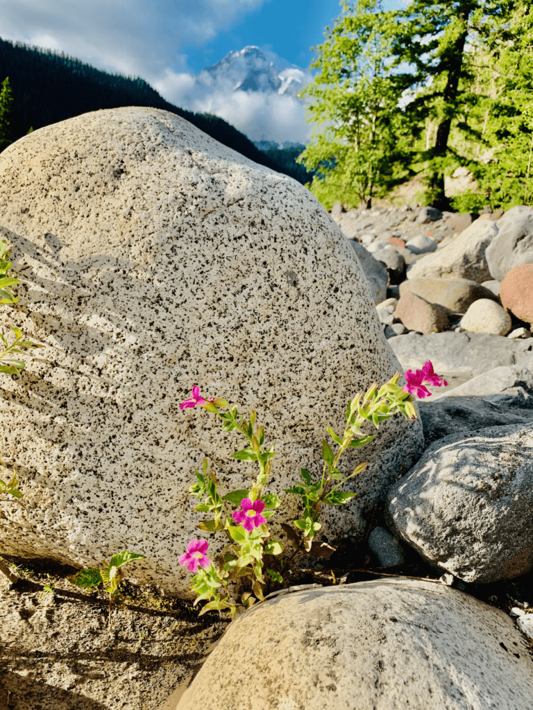 Mount Rainier pink Wildflowers sprouting from under volcanic Boulders with Mount Rainier in clouds in the background