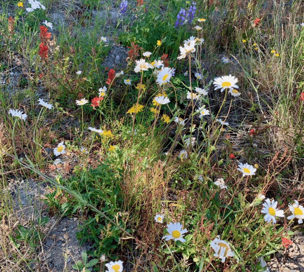 Mount St Helens rainbow wildflowers white yellow red purple growing out of ash soil with green grasses in the background