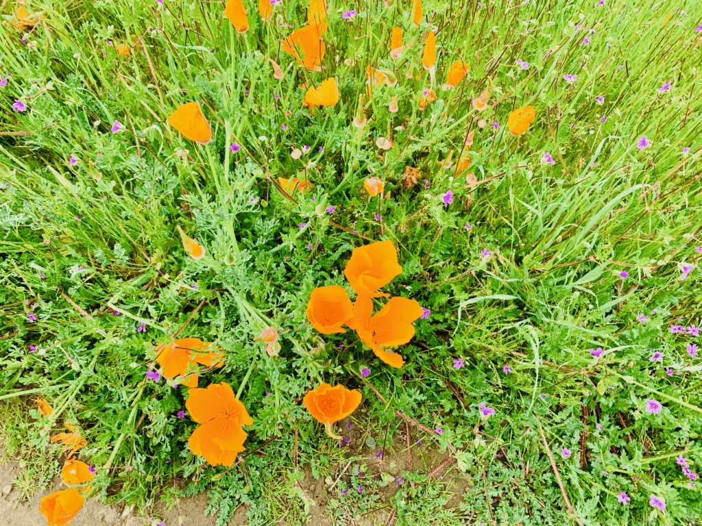 Nature heals Orange Flowers in Sea of Green with little sprays of purple pink small flowers in the background