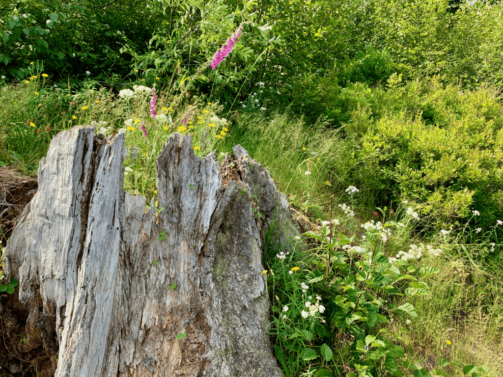 New life out of destruction pink yellow white wildflowers grow out of destroyed by lava tree stump with grasses in the background