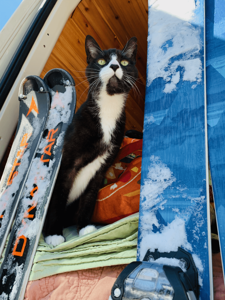 Our Best Ski Buddy Ever handsome tuxedo cat with thick white whiskers and white paws looking out back of van next to snow covered skis