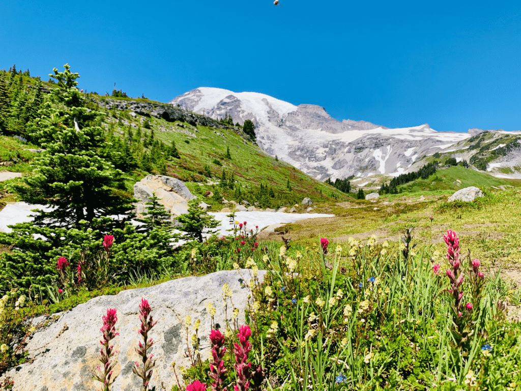 Path in Paradise with colorful wildflowers and boulders with snow pack on ground and snow capped Mount Rainier in the background