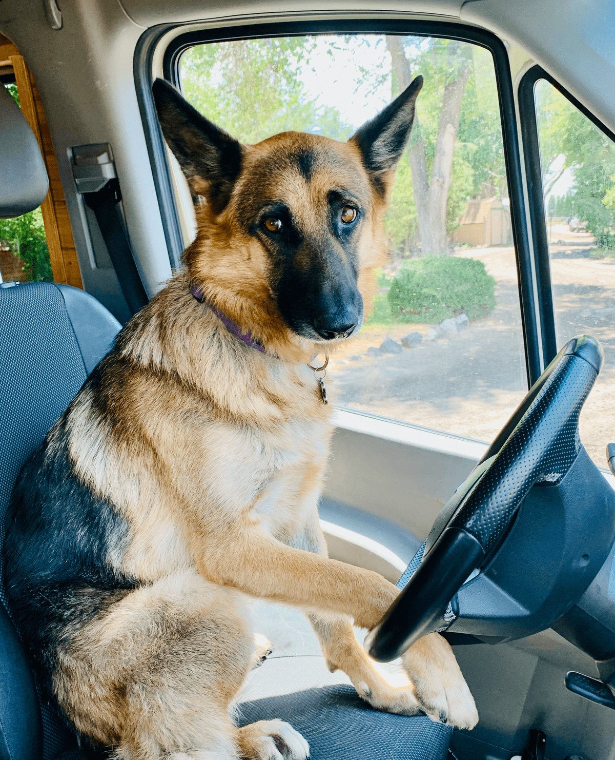 German Shepard Ready to Roll with worried look in the front seat of the van holding the steering wheel