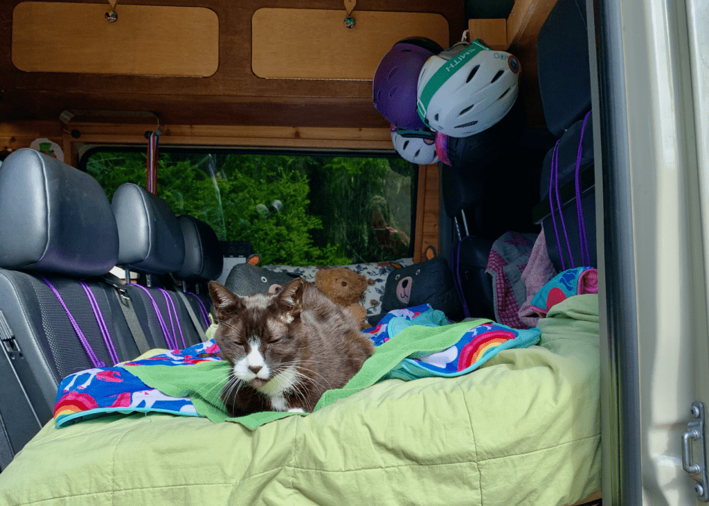 Our Beloved Tuxedo Vata Relaxing on Van Bed soaking up the sun at a campsite with bears and trees in the van window