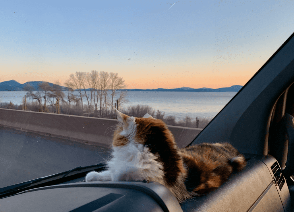 Our Beloved Calico Pitta Riding in the front of the van looking out the windshield with the sunset over Klamath Lake in the background