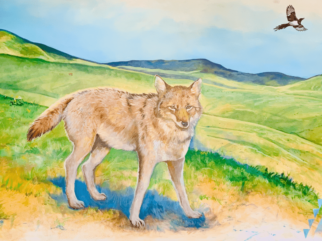 Trickster Coyote picture from Nez Perce Visitor Center