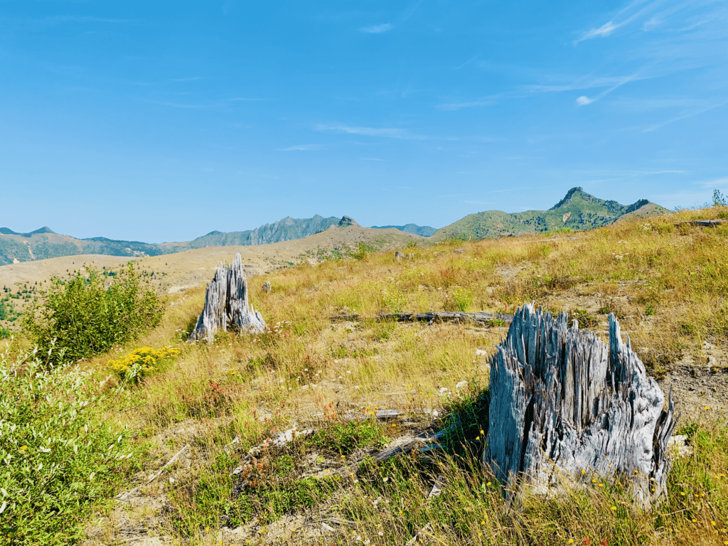 At Mount St Helens a grassland where Once Stood a Mighty Forest with stumps and wildflowers with Cascades and blue sky in the background