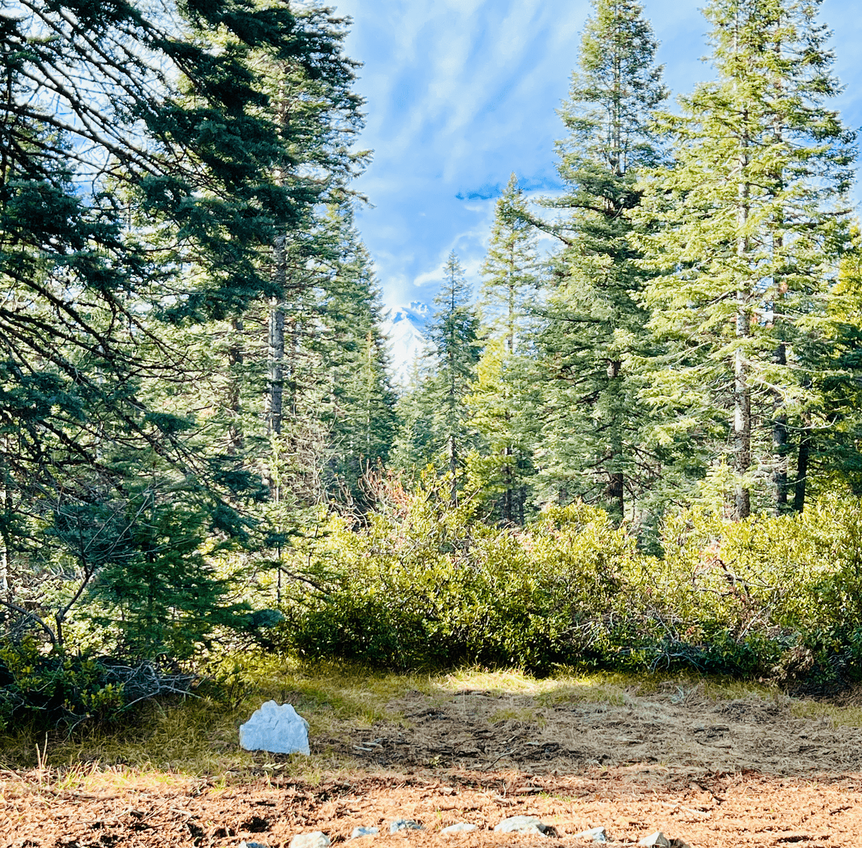 Yeti Hunt in the Shasta-Trinity National Forest Wilderness