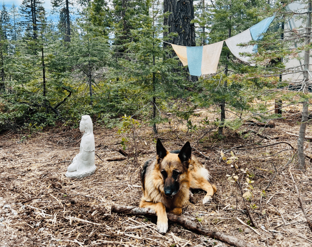 German Shepard girl Chandra Guarding the Forest with statute of Chenrezig statute and prayer flags and white fir trees in the background