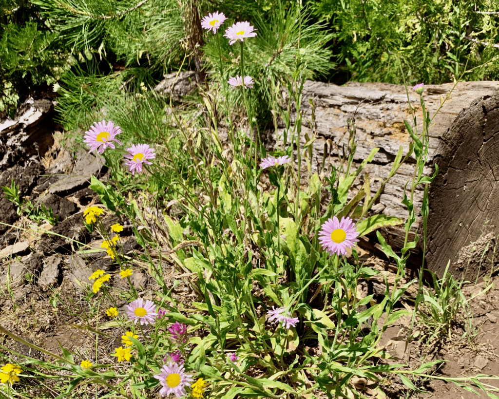 Purple, pink and yellow log Flowers where Life Springs from Desolation landscape at Mount St Helens