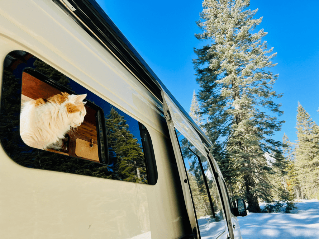 Off Grid Beauty Calico Cat Pitta sticking head out of van with a blanket of white snow and towering white fir tree in the background