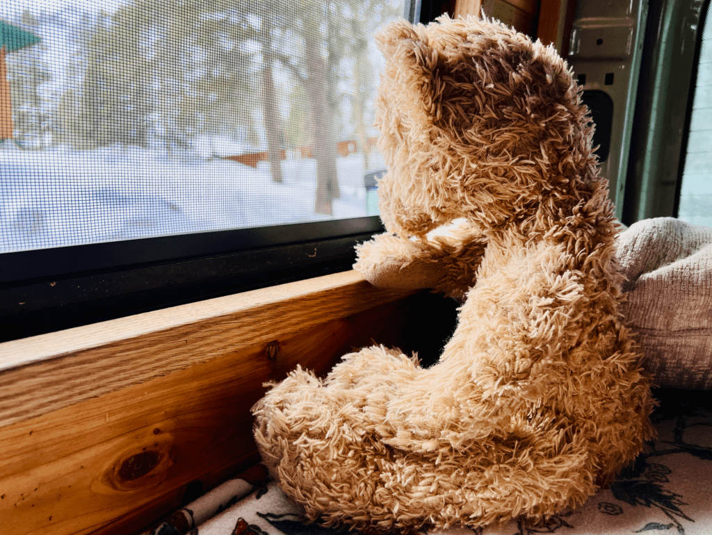 Van Teddy Bear Coconut looking out the van window with winter snow in the background